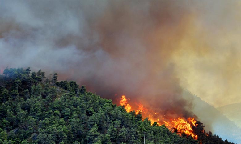 Chefchaouen: Le feu de forêt a ravagé 1.100 hectares jusqu'à présent